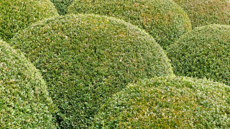 grass, land, garden, plant, approval, no people, lush foliage, foliage, size, full frame, green Color, environment, day, backgrounds, boxwood, sunlight