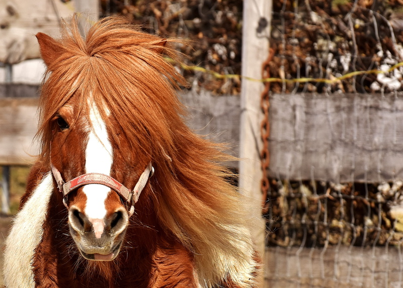 good aiderbichl, funny, play, pony, small horse, vertebrate, sweet, cute, animal, no people, hair, horse, mane, brown, pets, animal head, white, animal body part