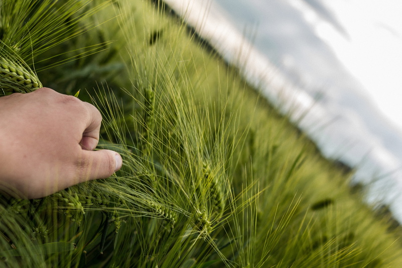outdoors, land, one person, focus, 5K, field, agriculture, grasp, growth, green color, grasping, photographyt, body part, crop, holding, selective focus