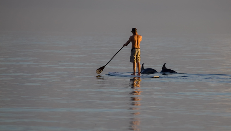 sea, sport, companionship, water, real people, lifestyles, day, chelsea, aquatic sport, paddle boarding, one person, dolphins, australia, men, nature, oar