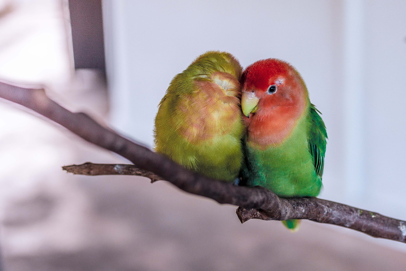 red, companionship, vertebrate, animal wildlife, day, tropical, love, beak, green, outdoors, nature, two animals, parrot, feather, 4K, people, parakeet