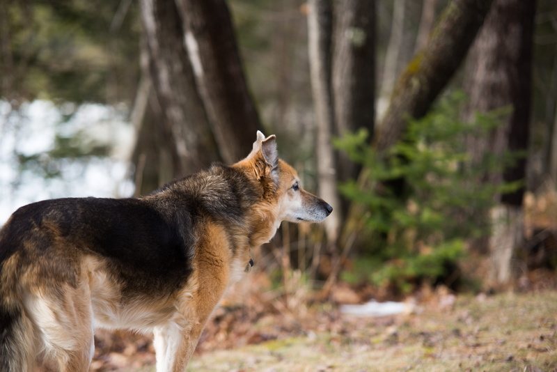 mammal, looking away, side view, 5K, hiking, focus on foreground, nature, outdoors, animals in the wild, looking, land, canine, blind river, vertebrate