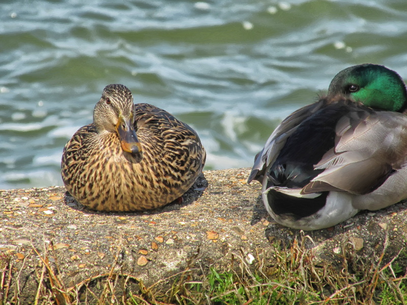 poultry, day, ducks, gray, female animal, duck, watercolor, bird, fauna, brown, birds, companionship, animal, mallard duck, animal themes, animal family