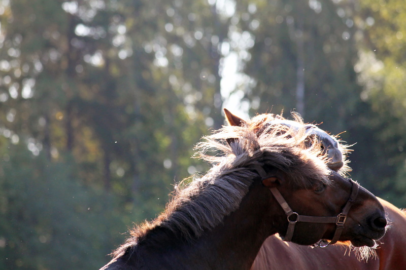 day, herbivorous, domestic animals, outdoors, animal themes, sunlight, companionship, pets, animal, leppavaara, animal wildlife, espoo, finland, working animal