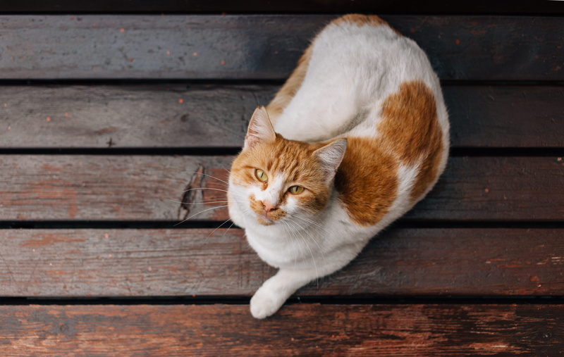 fur, animal themes, friend, one animal, calm, relaxation, feline, companion, kitten, abyssinian, floor, animal, turkey, mammal, full length, looking, plywood