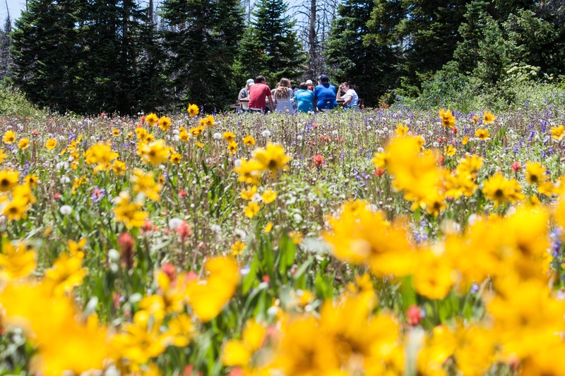 beauty in nature, middle, sitting, tree, women, sociable, selective focus, men, flower meadow, forest, field, leisure activity, summer, nature, flowering plant