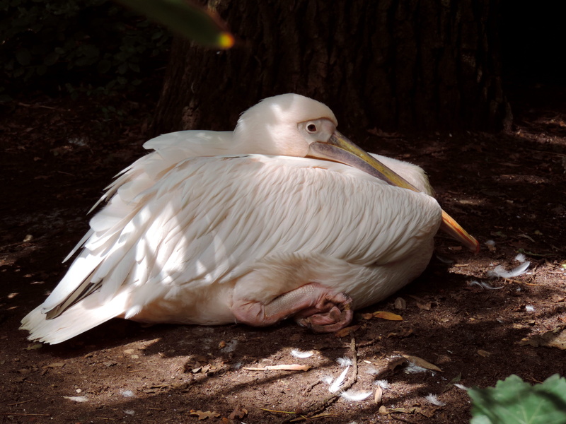 pelikan, outdoors, animal world, bill, white pelican, field, large beak, beak, vertebrate, pelecaniformes, close-up, duck, no people, pink, focus on foreground