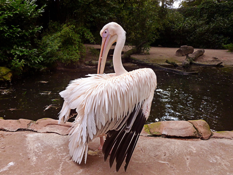 white pelican, dressing up, nature, long beak, sitting bird portrait, bill, no people, animals in the wild, 4K, animal wildlife, zoo, plant, heraldic animal
