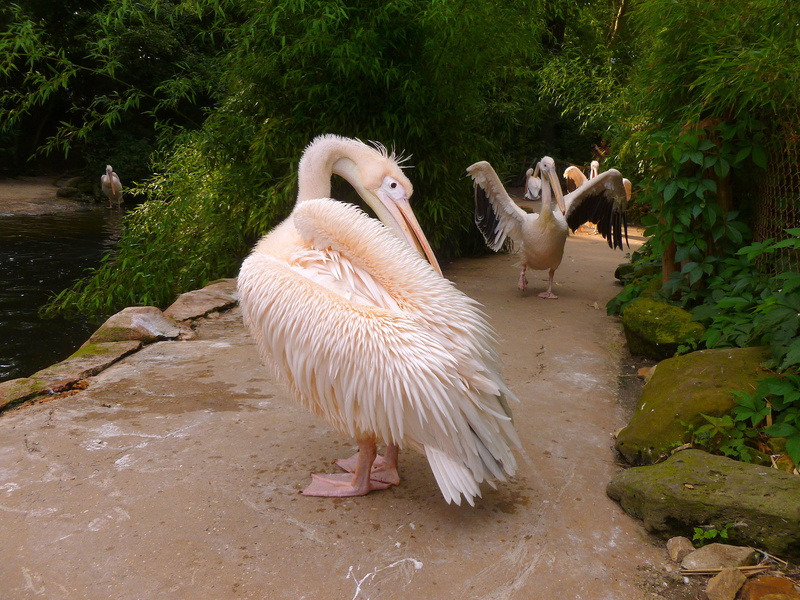 zoo, summer, animals in the wild, animal world, animal, heraldic animal, lake, spread wings, beak, nature, dressing up, creature, pelikan, wildlife photography