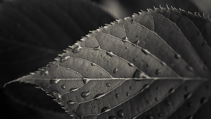 leaf, macro, 1080P, htc one m7 htc sense 5, close-up, plant, leaf vein, pattern, textured, single object, no people, full frame, plant part, focus on foreground