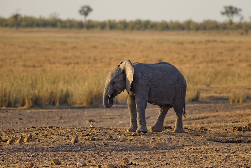 vertebrate, one animal, safari, wilderness, wildlife, land, elephant, focus on foreground, landscape, focus, wild, wild animal, zoo, close, outdoors, full length