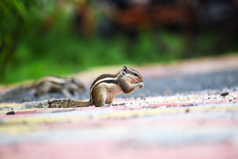 park, little, environment, eating, wild, mammal, wood, rodent, portrait, one animal, no people, close-up, side view, food, daylight, day, photography, 5K