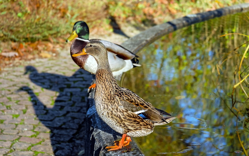 close, duck, park, nature, wild, blur, pond, mallard, day, animal themes, animals, bird, flight, close-up view, wildlife, focus on foreground, grass, animal wildlife