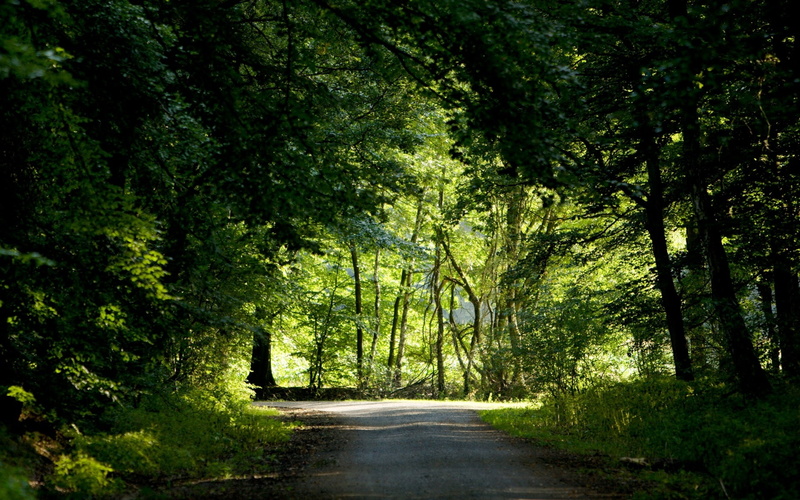 wood, trees, summer, 1080P, road, fork