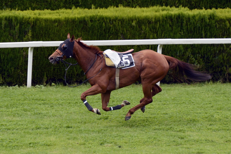 outdoors, domestic, vertebrate, field, animal themes, gallop, pets, land, race, horse racing, animal, sport, nature, lose, livestock, equestrian, horse