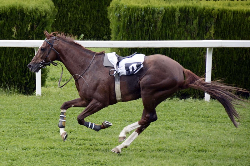 vertebrate, fast, horse, domestic, sport, win, reiterlos, plant, jokey, motion, pets, green color, land, outdoors, animal wildlife, racecourse, equestrian