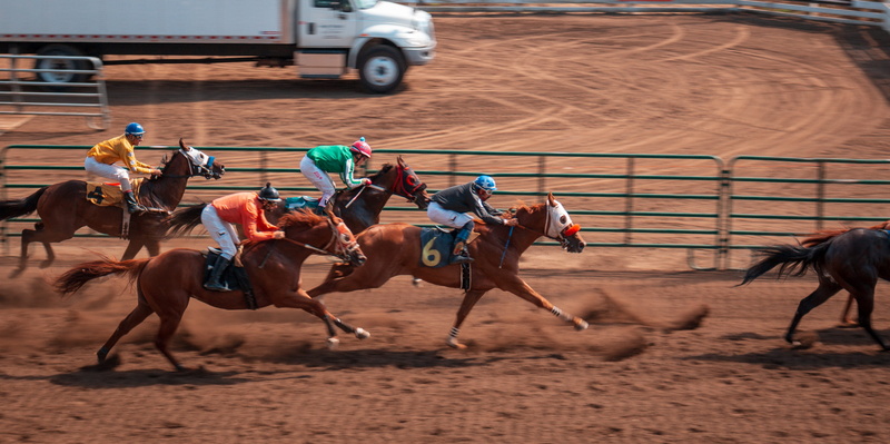 4K, land, colt horse, domestic animals, activity, lose, herbivorous, railing, tillamook, mammal, win, domestic, animal, day, group of animals, equestrian