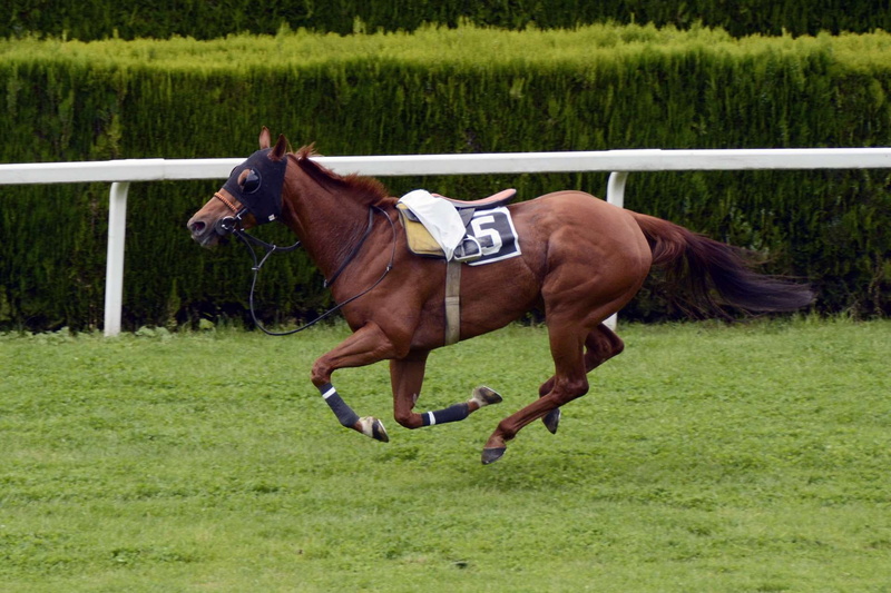horse racing, herbivorous, field, horses, victory, nature, animal themes, animal, reiterlos, motion, animal wildlife, domestic, equestrian, mammal, brown