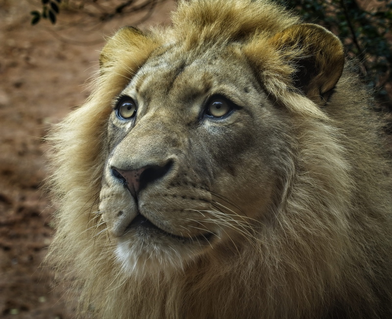 peacock, vertebrate, bird, cun, cat, day, wire, close-up, looking away, one animal, head, wildlife, weasel, nature, lion - feline, animal head, looking