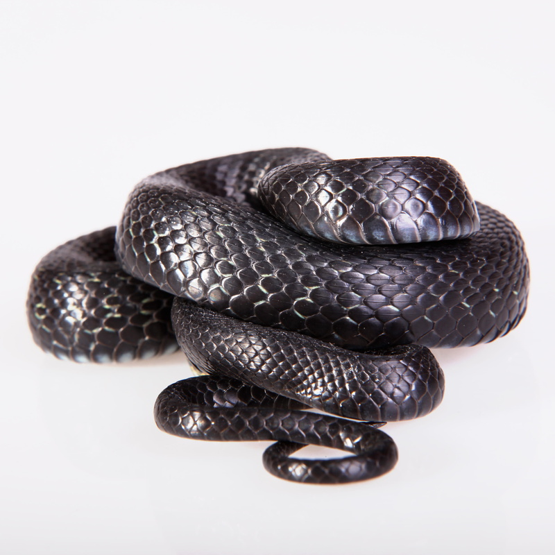 fear, fashion, shelter, tongue, snake, personal accessory, macro, hunting, cold, white background, danger, nature, small group of objects, head, threats