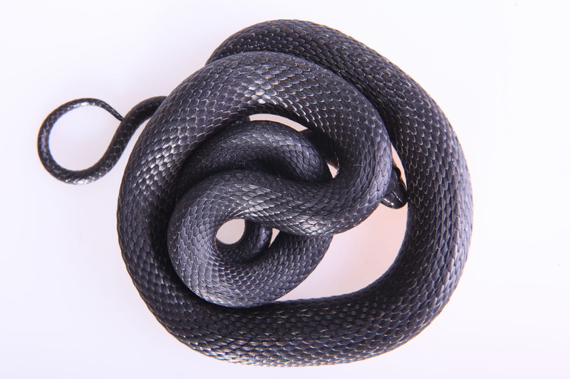 silver colored, security, indoors, land, white, cut out, snake, cold, focus, head, tongue, slither, studio shot, clothing, reptile, single object, animal