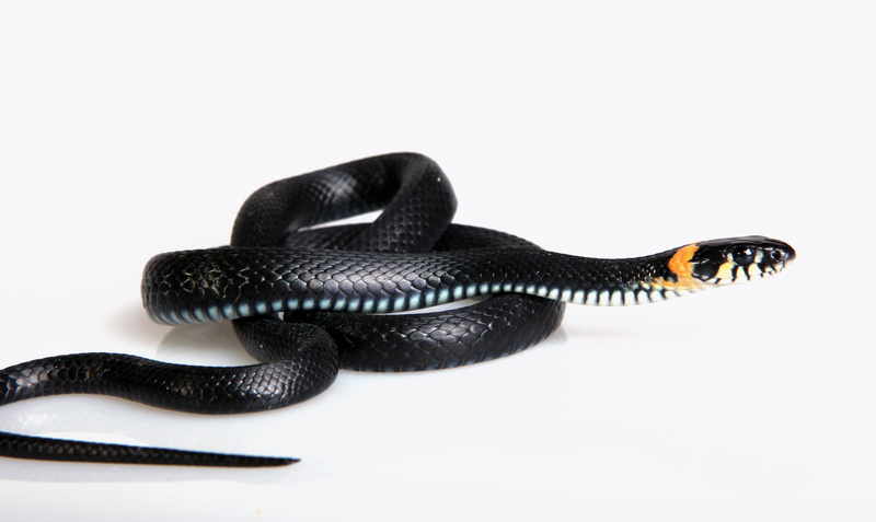 one animal, animals in captivity, nature, orange, threats, meanness, white background, studio shot, animal scale, animal, blooded, tongue, season, sign