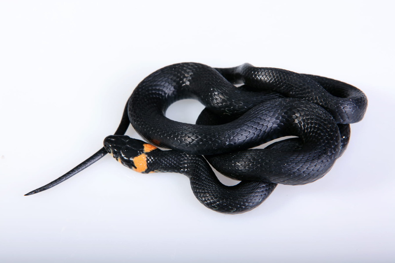 personal accessory, snake, connection, slither, white background, two objects, tongue, forked, fashion, fear, shelter, cut out, man made, meanness, grass