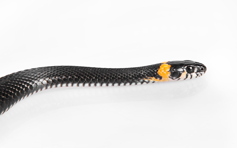 cold, white background, black, slither, black color, orange, studio shot, luxury, shelter, season, communication, danger, vertebrate, macro, snake, silver colored