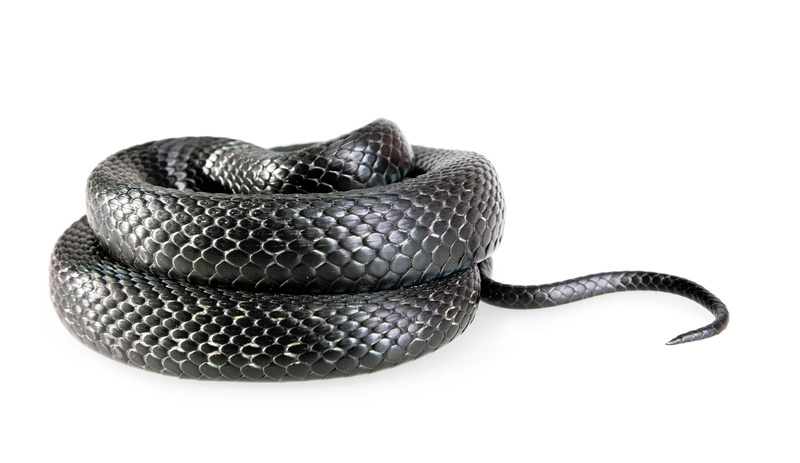 leather, blooded, head, season, grass, skin, cut out, outdoors, tongue, horizontal, reptile, animals in the wild, white background, shelter, vertebrate
