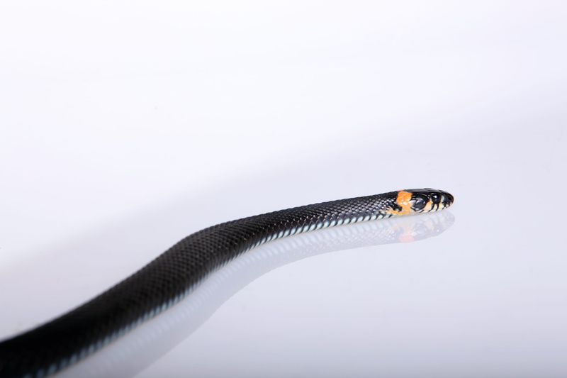 side view, white background, forked, land, hunting, studio shot, black, danger, blooded, horizontal, vertebrate, scale, animal themes, slither, one, orange
