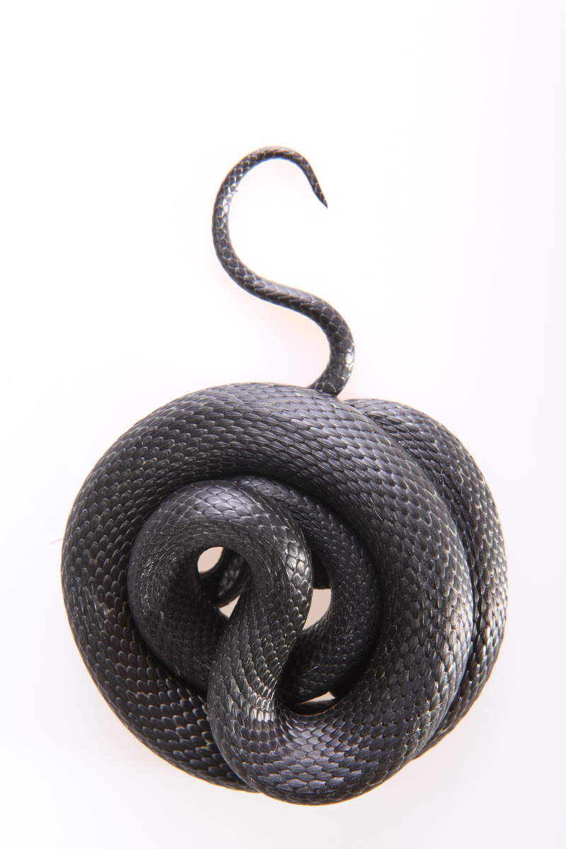 tongue, fear, reptile, textured, head, black color, curled up, slither, wire, cut out, one, cunning, macro, horizontal, danger, spiral, isolated, scale