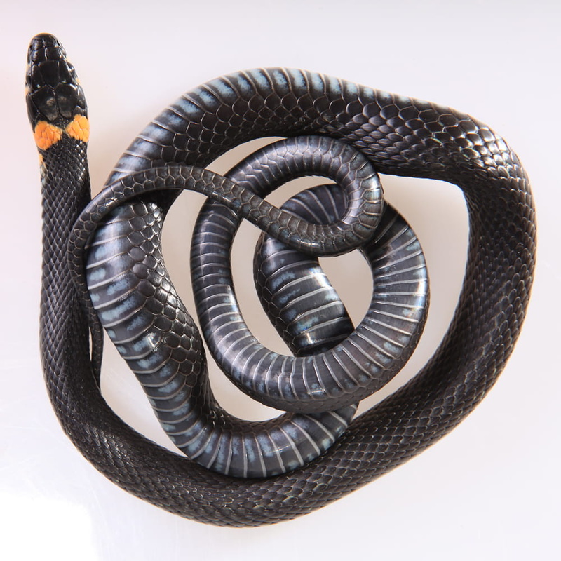 connection, black color, spiral, cable, cunning, shelter, skin, smooth, land, focus, season, hunting, tongue, equipment, technology, horizontal, animal