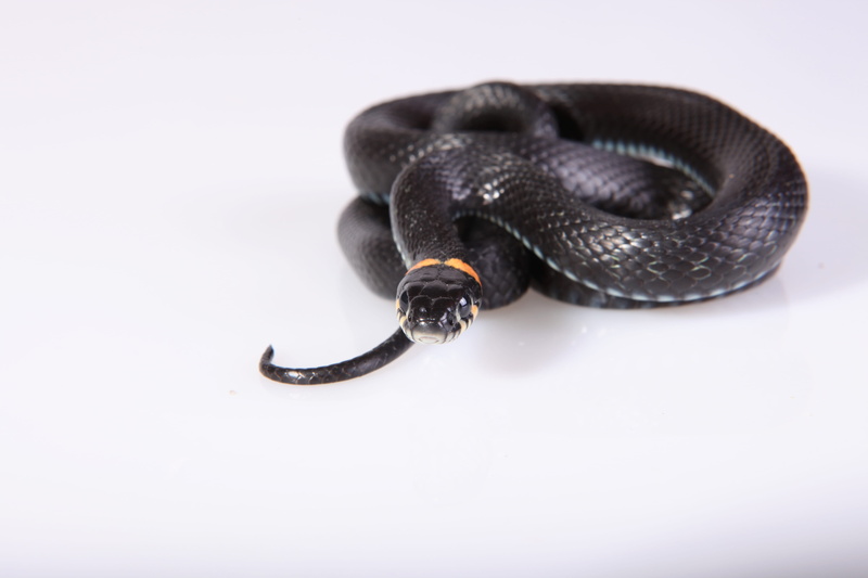 cut out, orange, outdoors, nature, single object, indoors, grass, pearl jewelry, land, black, emotion, white, danger, smooth, head, two objects, slither