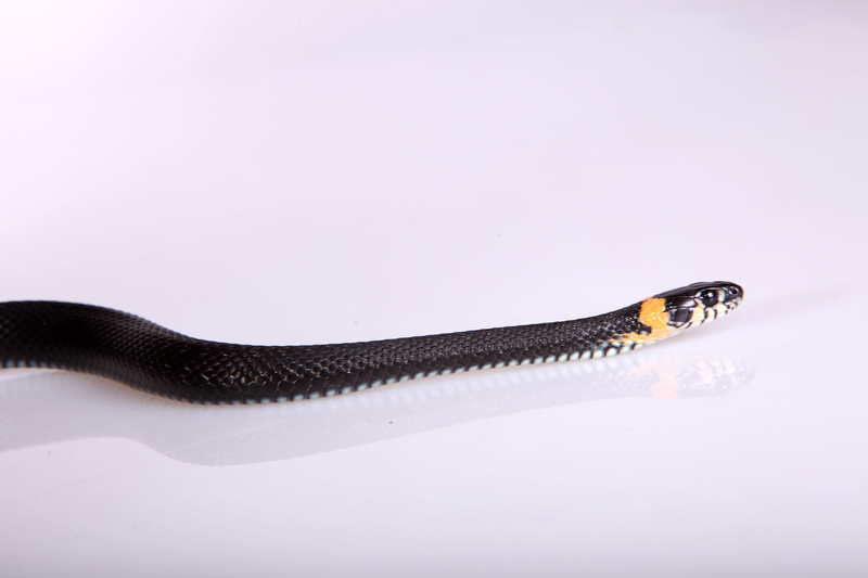 white background, macro, smooth, vertebrate, cunning, season, skin, cut out, forked, grass, reptile, hunting, slither, blooded, outdoors, head, animal themes