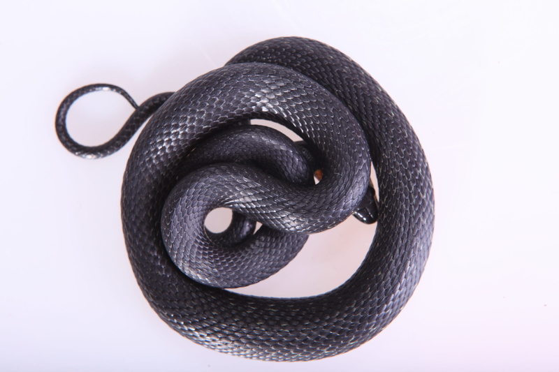 smooth, security, white background, indoors, shelter, nature, snake, animal head, cut out, skin, animal body part, vertebrate, forked, tongue, fear, animal wildlife