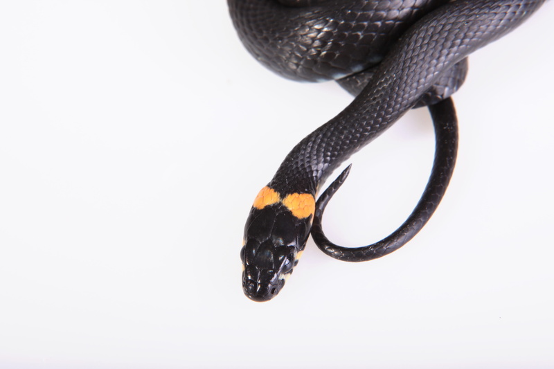 focus on foreground, slither, animal body part, fear, smooth, animal themes, tongue, white, cold, close-up, 5K, white background, black color, head, animals in the wild