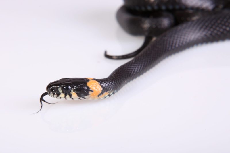 black color, animals in the wild, animal wildlife, danger, macro, forked, communication, hunting, grass, studio shot, poisonous, animal eye, 4K, slither