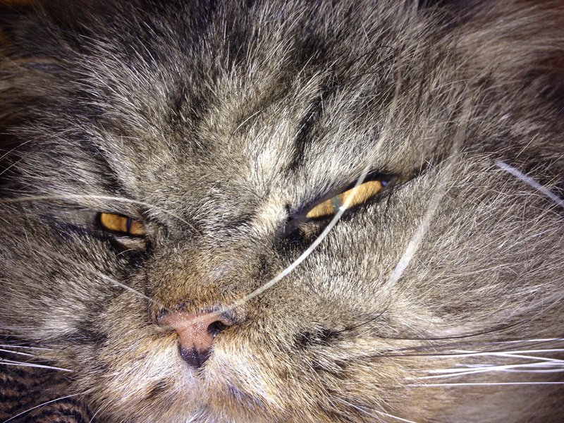 pets, domestic, dangerous, vertebrate, lazy, animal themes, animal nose, relaxation, animal eye, cat, sleepy, animal hair, snout, animal head, domestic cat