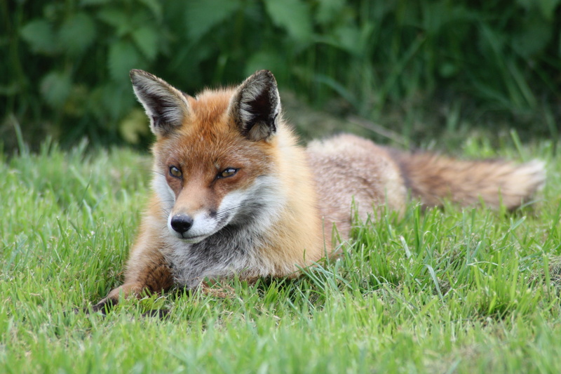 photo, fox, land, 4K, closeup, wild, vertebrate, stealth, field, plant, nature, mammal, animal wildlife, outdoors, one animal, vulpes, red, animal, cunning