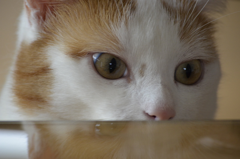domestic, cunning, feline, domestic Cat, nature, one animal, looking, domestic Animals, no people, animals, indoors, mammal, lauer, kitten, pets, lady