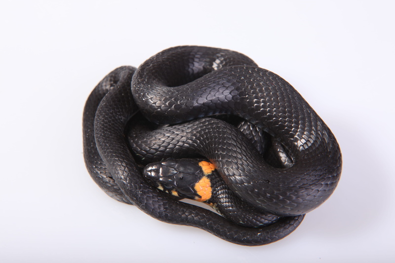 white background, horizontal, tongue, animal scale, close-up, black color, white, gray, forked, blooded, black, vertebrate, head, poisonous, scale, one animal