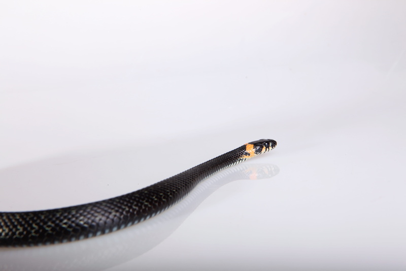 animals in the wild, season, no people, hunting, scale, head, animal body part, single object, grass, poisonous, animal themes, vertebrate, reptile, snake