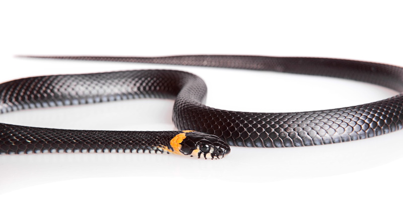 horizontal, cunning, animal body part, slither, tongue, white, yellow, no people, isolated, one, small, hunting, studio shot, animal, nature, skin, poisonous