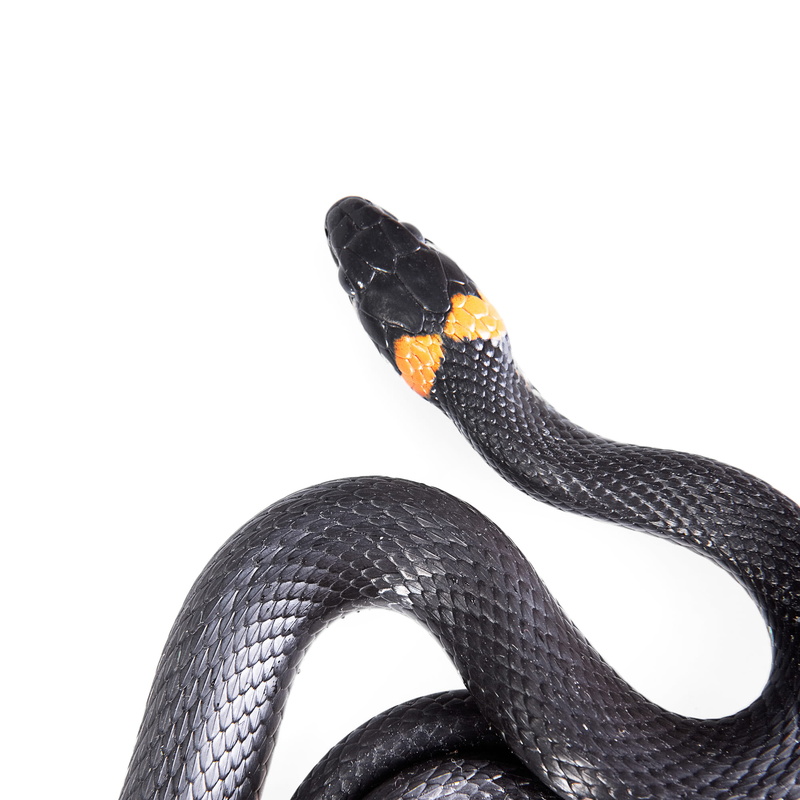 black color, studio shot, shelter, focus on foreground, animal wildlife, forked, focus, horizontal, slither, cunning, skin, animal body part, cold, animal