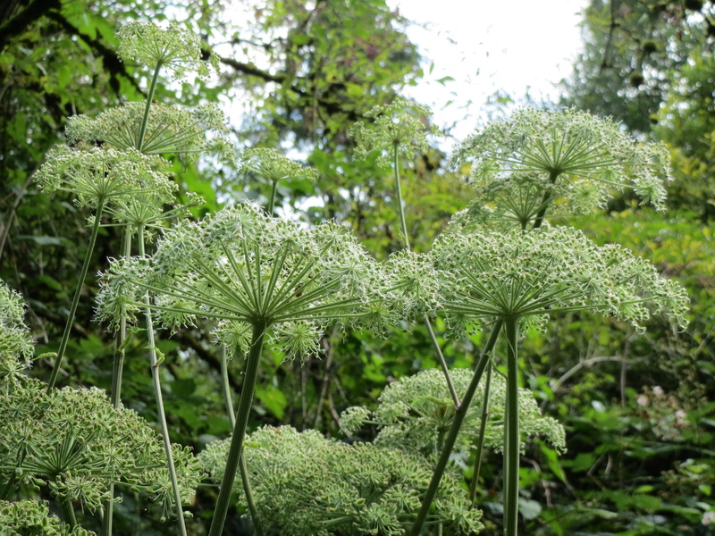 nature, plant, fragility, tranquility, tree, inflroescence, species, no people, wild angelica, flower, focus on foreground, botany, vulnerability, land