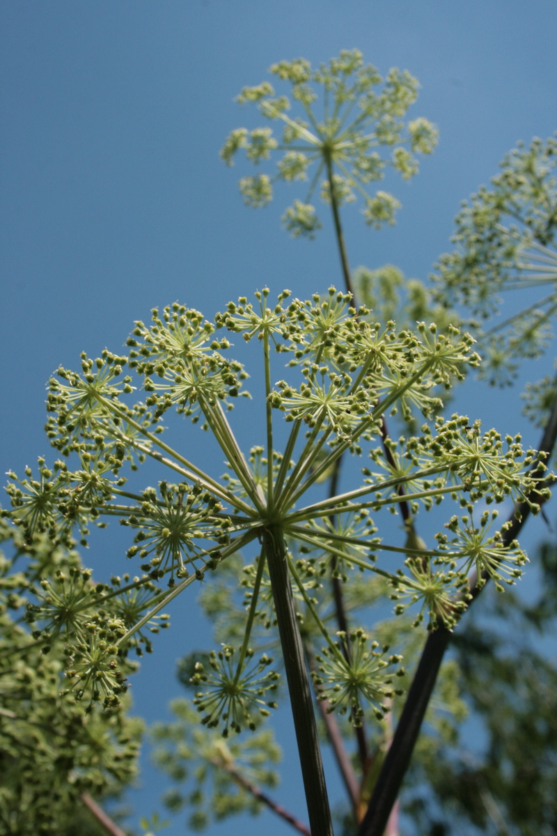 no people, low angle view, outdoors, petal, freshness, beauty in nature, angelica, fragility, day, inflorescence, clear sky, flower head, flower, angelika