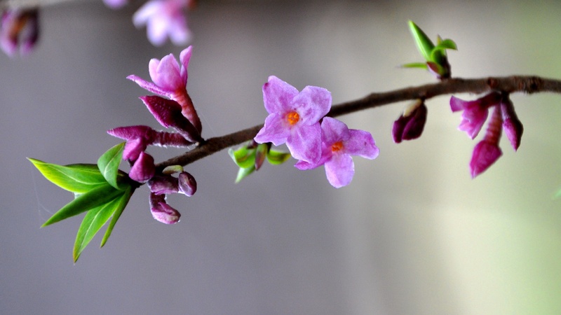 flower Head, forest, plant part, vulnerability, fragility, freshness, 2K, spring flowers, flower, day, blossom, tree, selective focus, petal, beauty In Nature