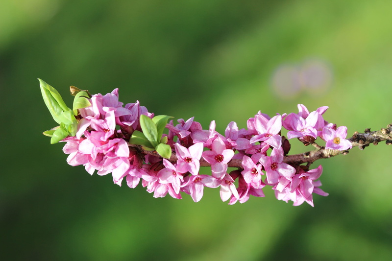 plant part, outdoors, blossom, garden, beauty in nature, flowering plant, spring, bunch of flowers, close-up, focus on foreground, branch, vulnerability