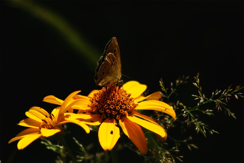 wild, Wing, garden, freshness, beautiful, nature, plant, selective, close-up, flower head, focus, flower, animals in the wild, no people, 1080P, butterfly - insect