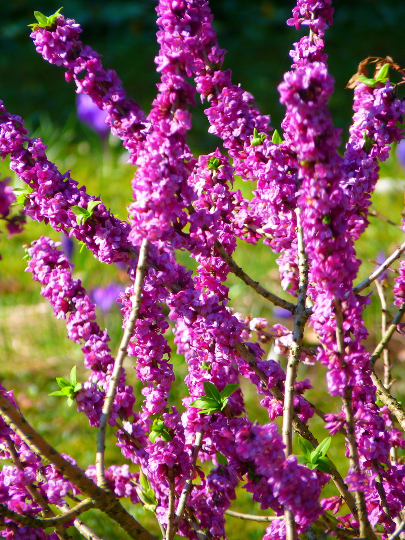 vulnerability, lilac, inflorescence, daphne, day, close-up, growth, freshness, outdoors, bloom, selective focus, blossom, nature, springtime, no people